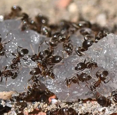 Advion Ant - Outcast Mauråtestasjon -