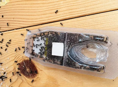 Advion Ant - Outcast Mauråtestasjon -